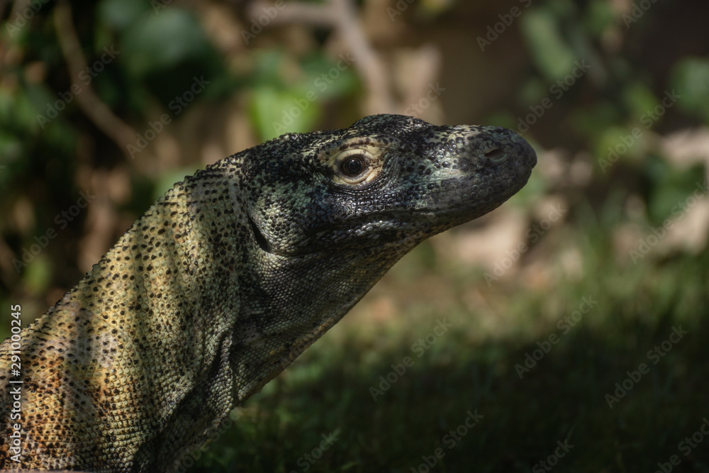 Retrato de un dragon de komodo Retrato de un dragon de komodo