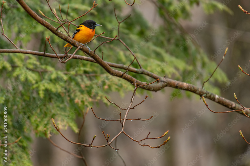 Oriole perched in spring landscape Oriole perched in spring landscape