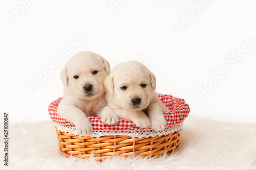 Two beige labrador puppies are sitting in a basket.
