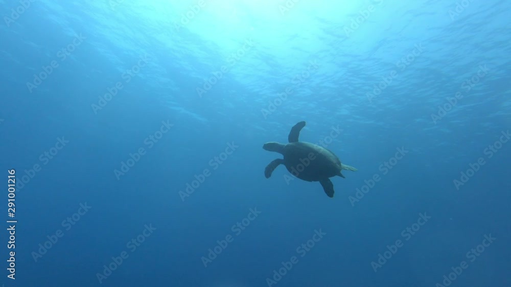 Green Sea Turtle swim in shallow water of the coral reef Green Sea Turtle swim in shallow water of the coral reef