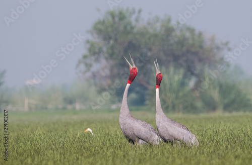 Sarus Crane Bird and the nature  photo