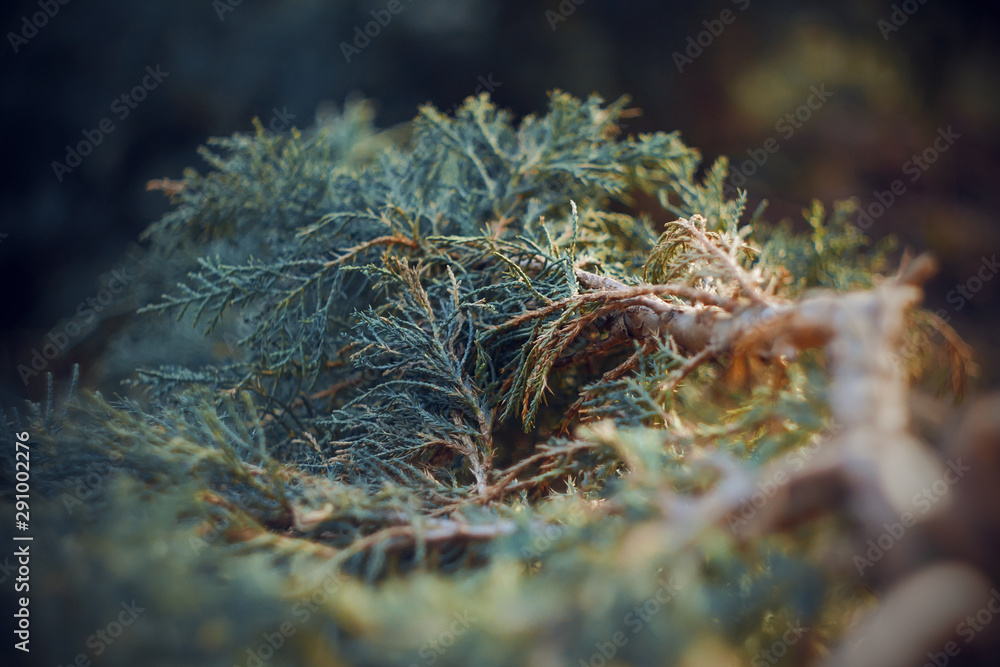 Graceful lush branch of evergreen arborvitae, illuminated by sunlight. Graceful lush branch of evergreen arborvitae, illuminated by sunlight.