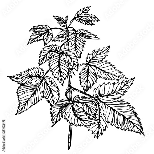 wild hop branch black line isolated vector illustration for design and decoration