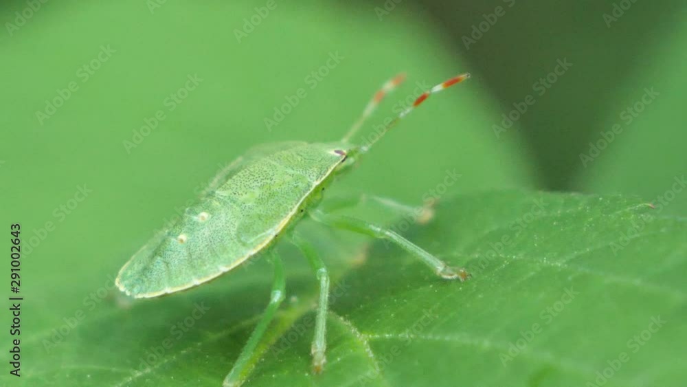 Handheld macro shot with a green stink bug (Nezara viridula) camouflaging on a leaf. Slowmotion shot with the shield bug which is almost indiscernible on the green leaf. Handheld macro shot with a green stink bug (Nezara viridula) camouflaging on a leaf. Slowmotion shot with the shield bug which is almost indiscernible on the green leaf.