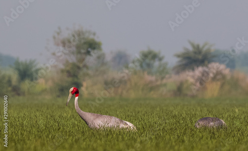 Sarus Crane Bird and the nature  photo