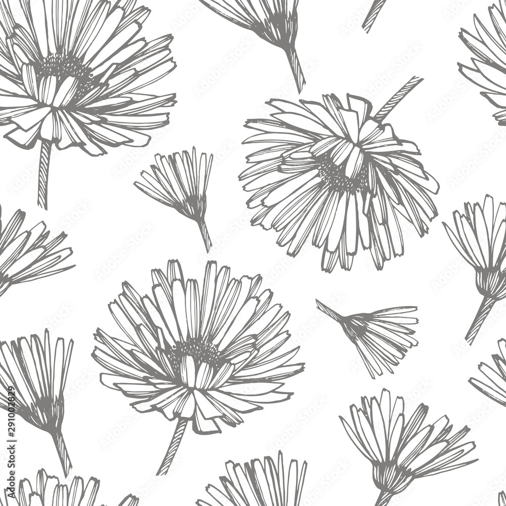Fototapeta premium Calendula or daisy flower. Botanical illustration. Good for cosmetics, medicine, treating, aromatherapy, nursing, package design, field bouquet. Seamless pattern