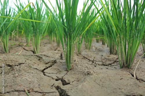 young plants in a field