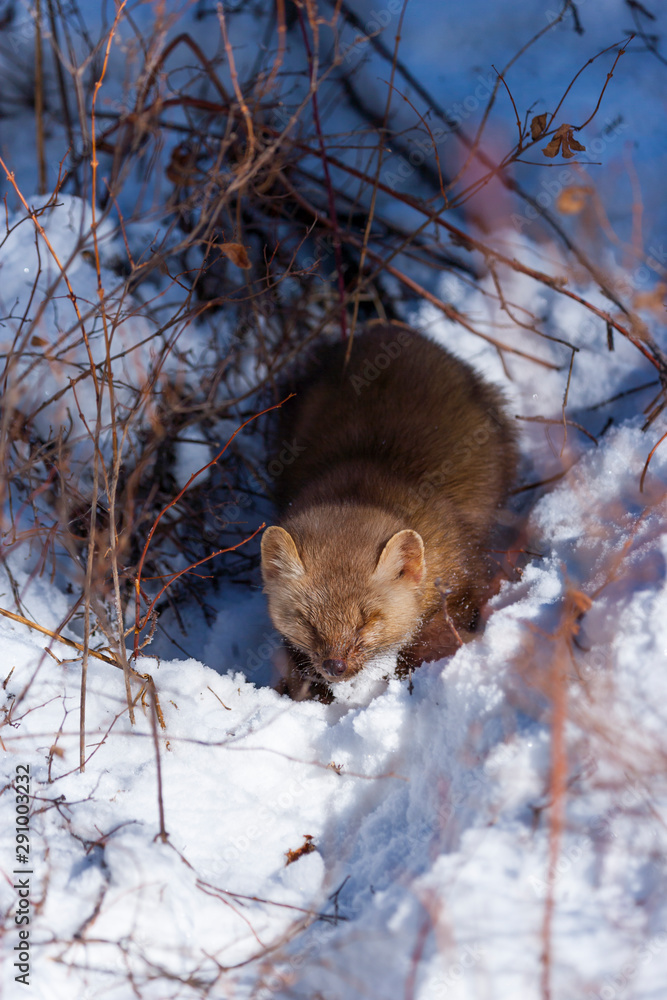 American marten or American pine marten (Martes americana) American marten or American pine marten (Martes americana)