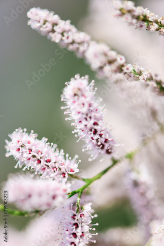 branche de fleurs roses macro