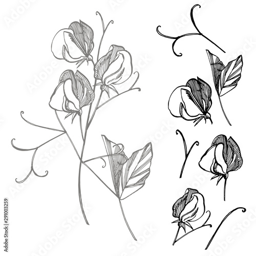 Sweet pea flowers drawing and sketch with line-art on white backgrounds. Floral pattern with flowers of sweet peas. Elegant the template for fabric, paper, postcard