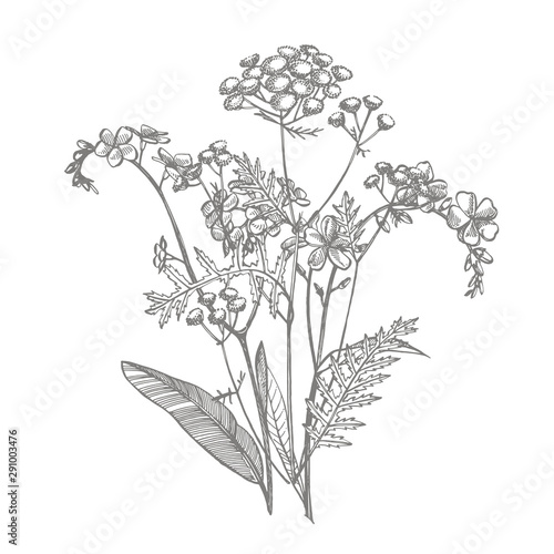 Branch of wild plant Forget-me-not and Tansy. Vintage engraved illustration. Bouquet of hand drawn flowers and herbs. Botanical plant illustration photo