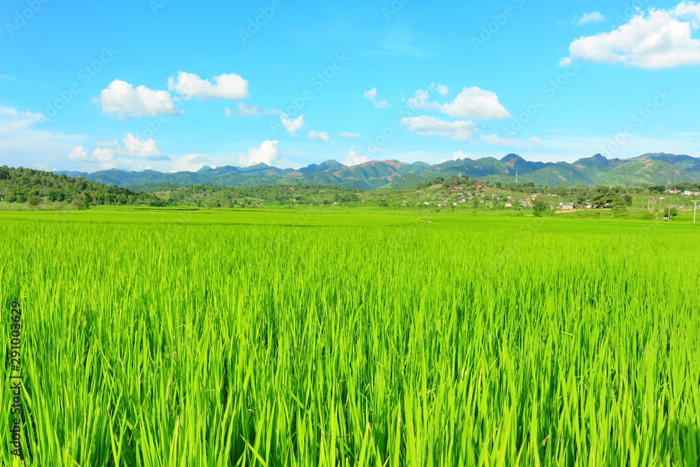 green wheat field and blue sky