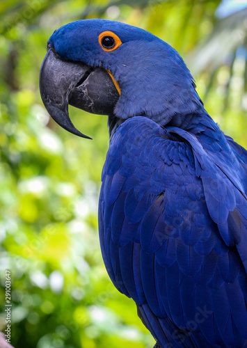 Wallpaper Mural hyacinth macaw portrait  Torontodigital.ca