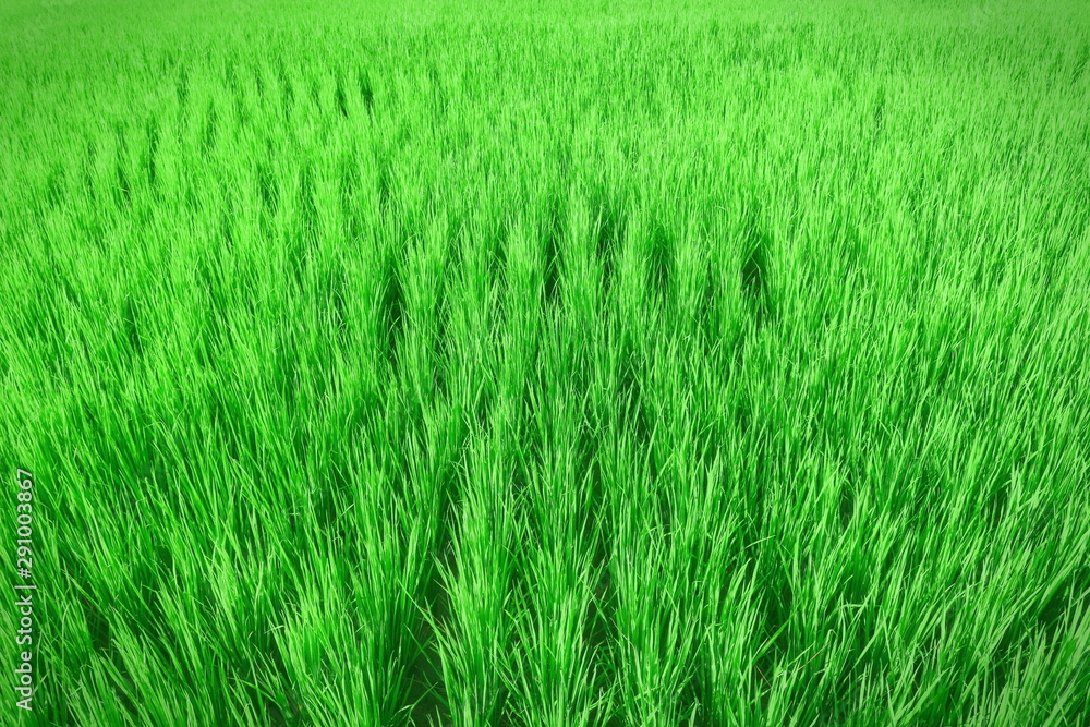 field of green grass