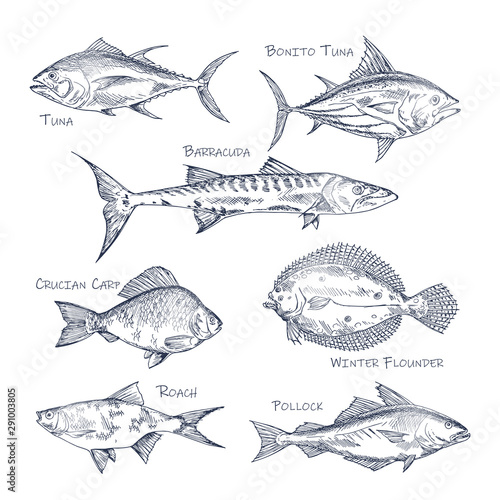 Set of isolated fish sketch for shop or store,menu