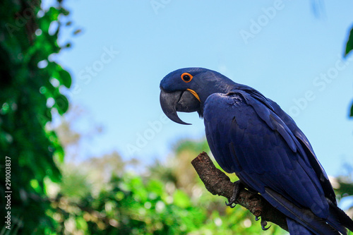 hyacinth macaw portrait  © LifeGemz