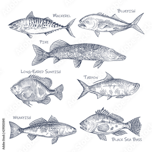 Side view on ocean and sea fish sketch. Fishing