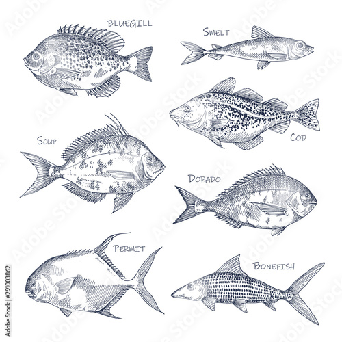 Seafood sketch or set of isolated hand drawn fish
