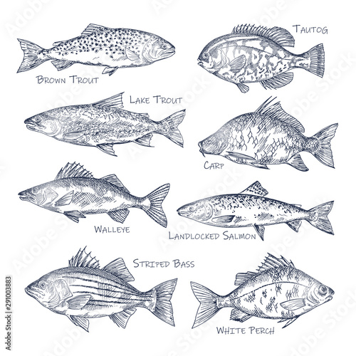 Side view on ocean and sea, river fish sketch