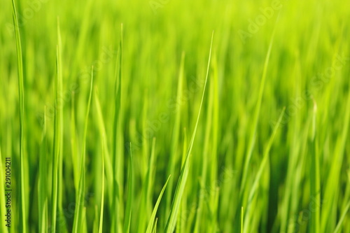 green grass with water drops of morning dew