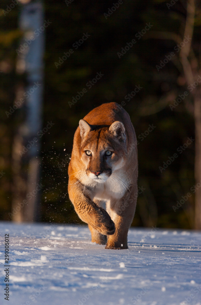 Fotka „Cougar (Puma concolor), also commonly known as the mountain lion,  puma, panther, or catamount“ ze služby Stock | Adobe Stock