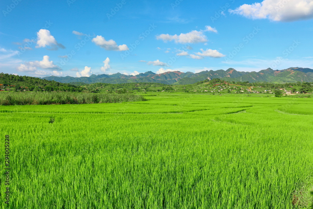 Fototapeta premium green field and blue sky