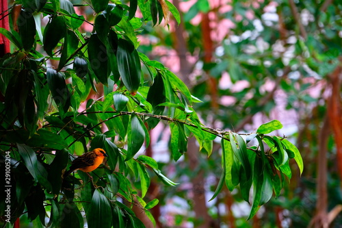Orange tropical bird on a tree