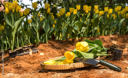 woman hands tilling the soil, preparing it for planting flowers with gardening tools, Spring concept background.Tulips and garden tools (Rake, spade, hoe, gloves)