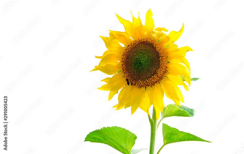 Obraz premium .Sunflower isolated on white background. Flat lay, top view. Flower