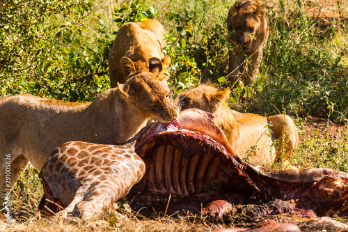 A pride of lions feeding on a large giraffe. The lions fed on the giraffe for four days in the heat. Kruger park, South Africa.