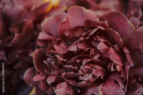 Dark burgundy background of peonies, blooming flowers closeup