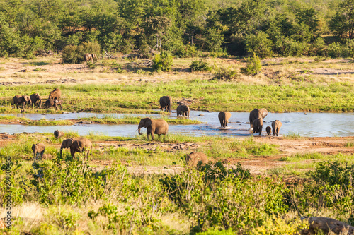 A herd of elephants crossing the Olifants river in the Kruger national park near Olifants rest camp, South Africa.