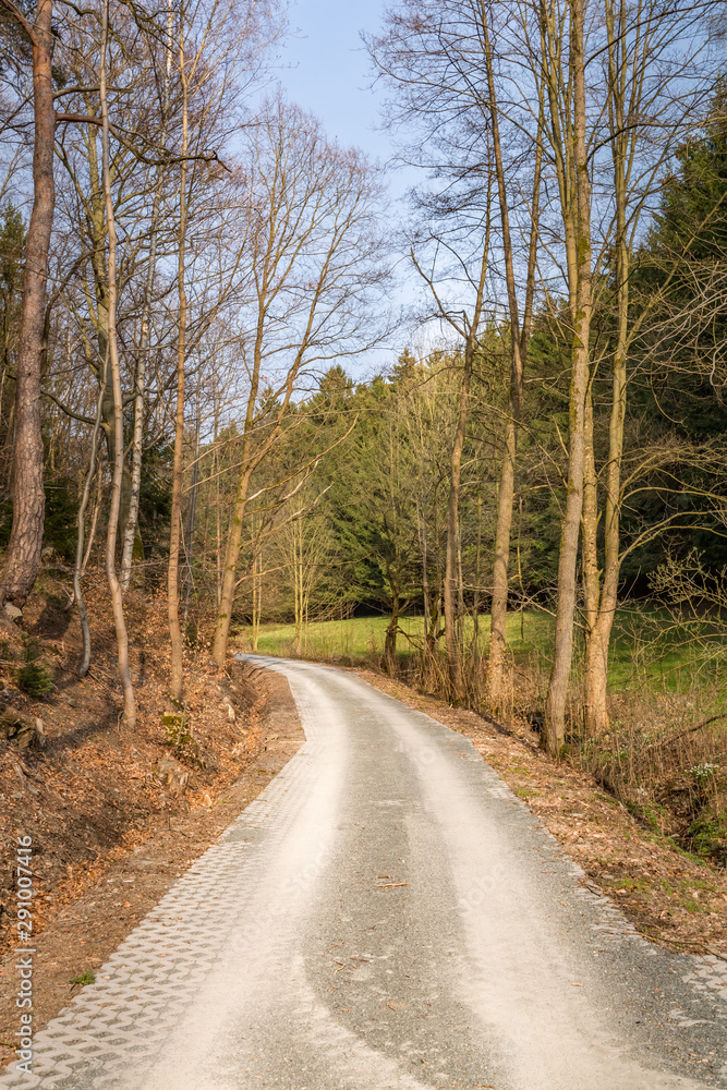 road in the forest road in the forest