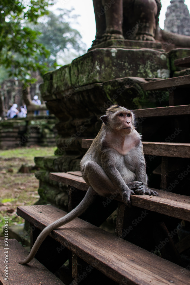 Imagen de un mono en los templos de Angkor Wat en Camboya 