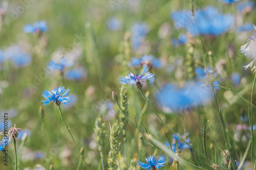field blue flowers cornflower meadow vegetation season
