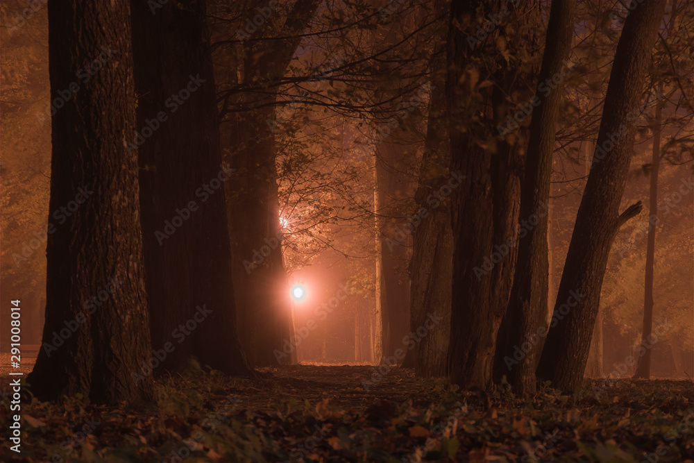 Night landscape in the forest park in the time of fog, orange, warm sodium lamps shine between branches and trunks