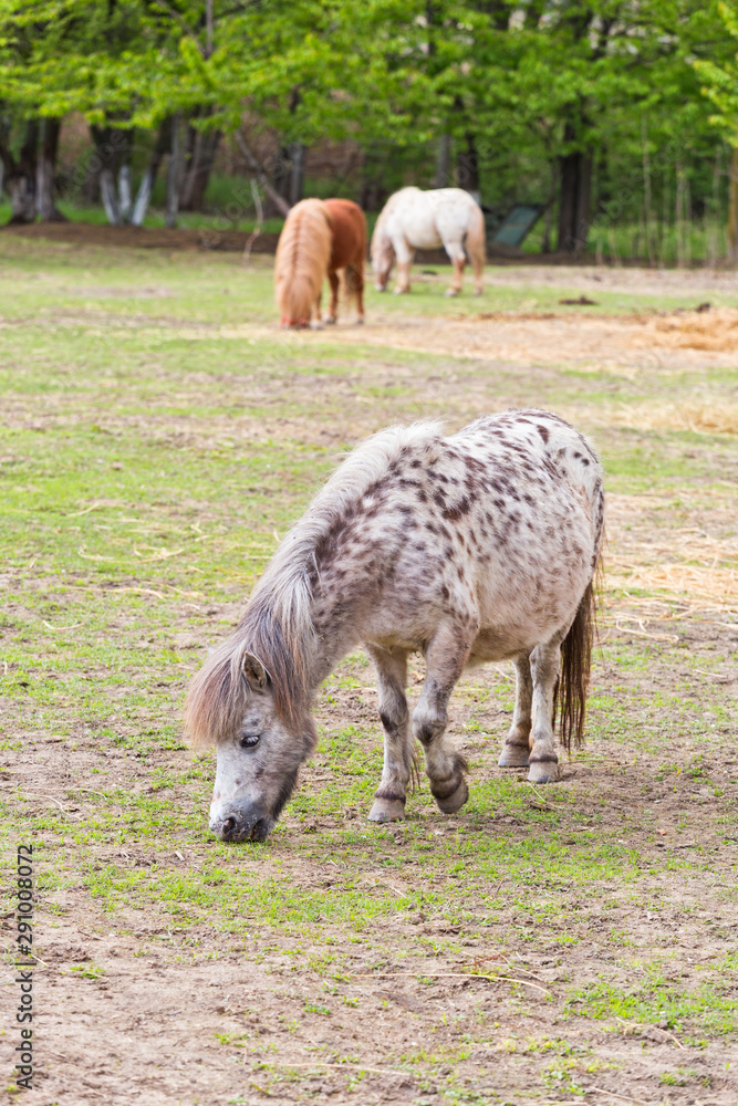 Ponies grazing