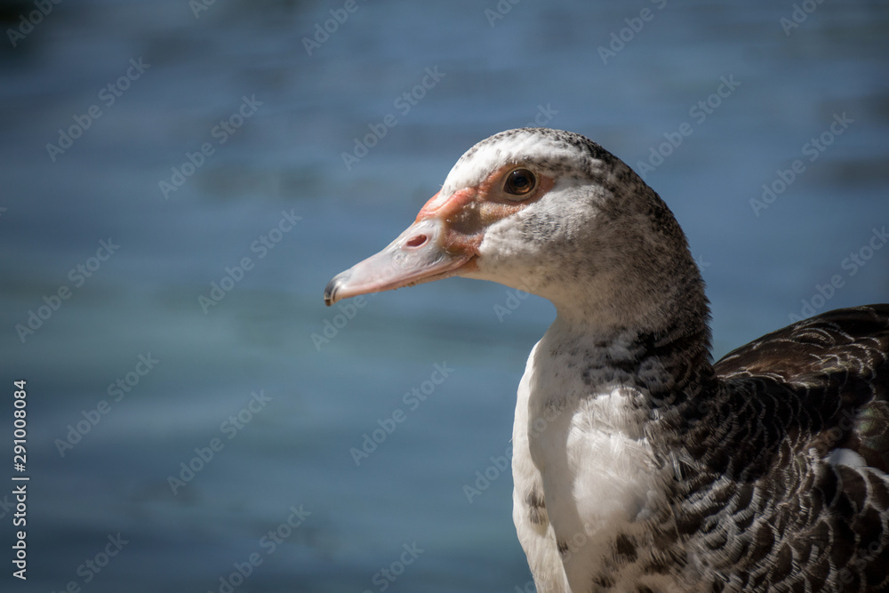 Retrato de un pato criollo o muscovy duck Retrato de un pato criollo o muscovy duck