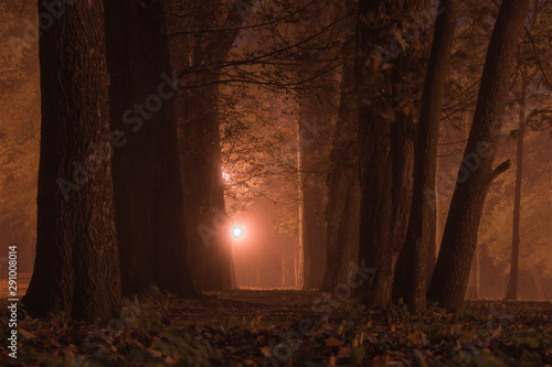 Night landscape in the forest park in the time of fog, orange, warm sodium lamps shine between branches and trunks © Krzysztof