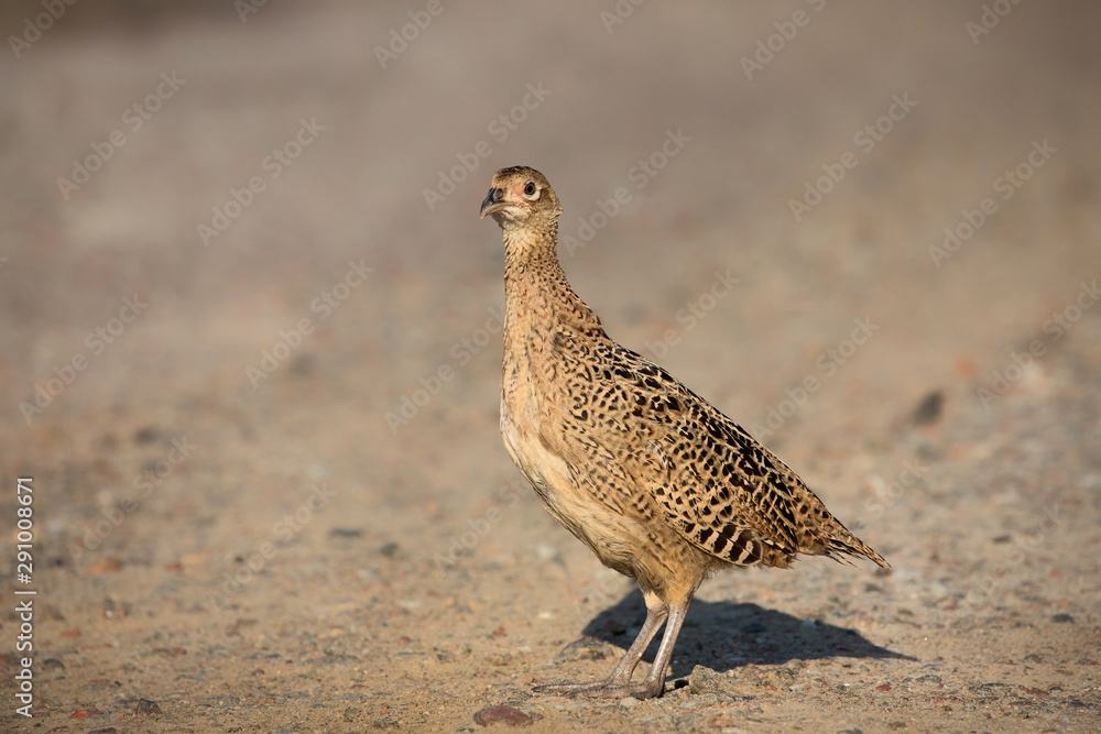 The common pheasant (Phasianus colchicus). The common pheasant (Phasianus colchicus).