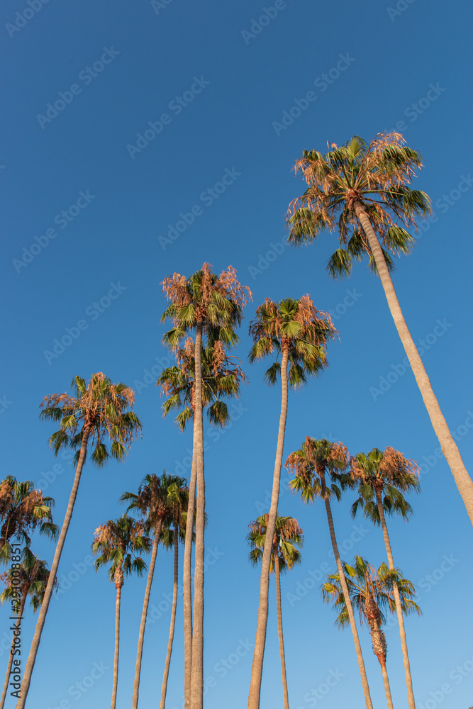 Fototapeta premium Southern California Palm Trees