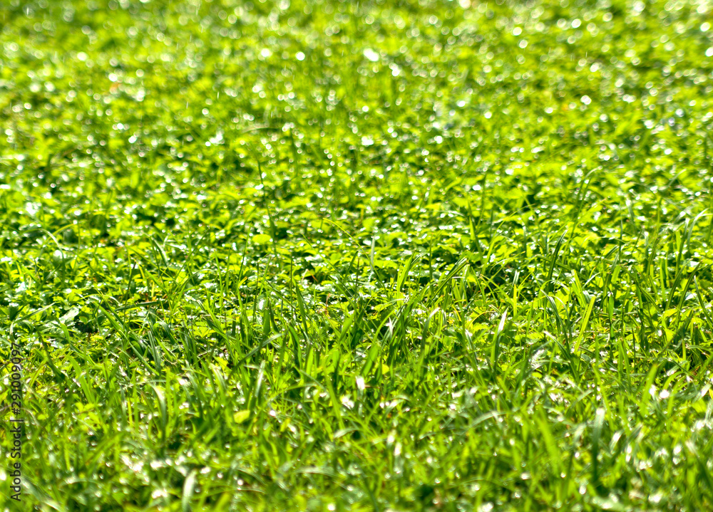 Green grass background