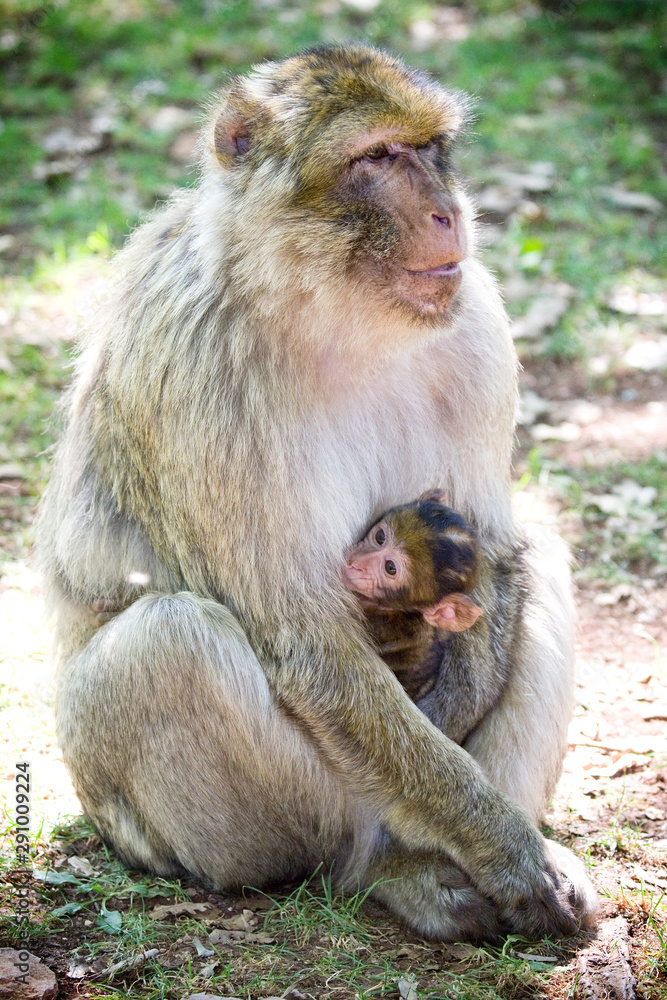 Macaque de Barbarie - Maman 2