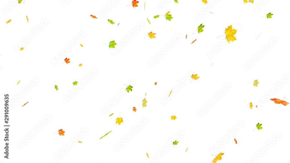 Autumn leaves falling on white. Alpha matte Autumn leaves falling on white. Alpha matte