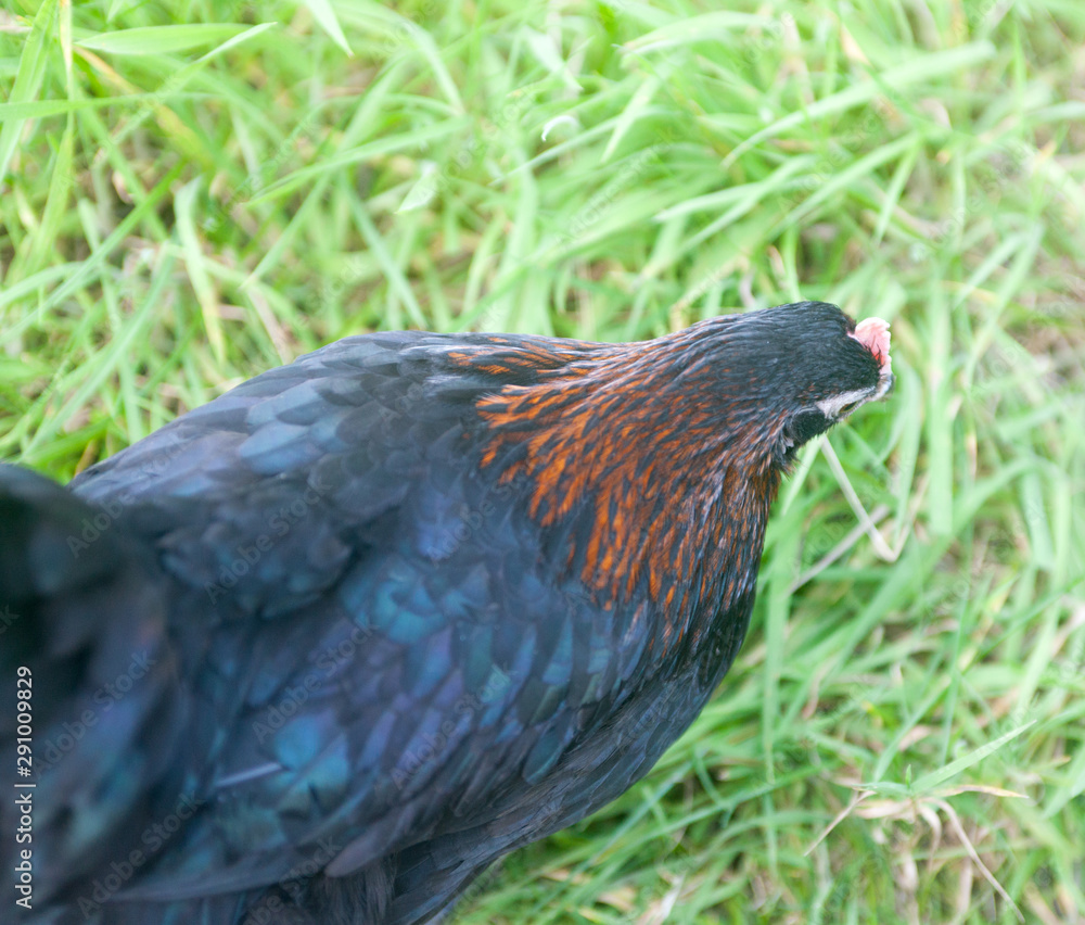 Blackrock point of lay hen showing beautiful glossy green and russet plumage selective focus Blackrock point of lay hen showing beautiful glossy green and russet plumage selective focus