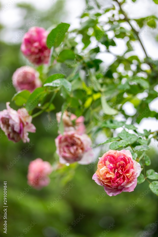 Closeup of beautiful roses bouquet, pink color and streaked with white on the roses garden, selective focus.