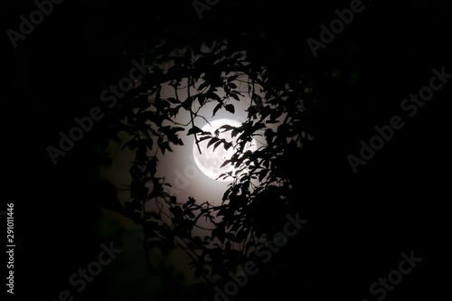 Full moon and backlit foliage