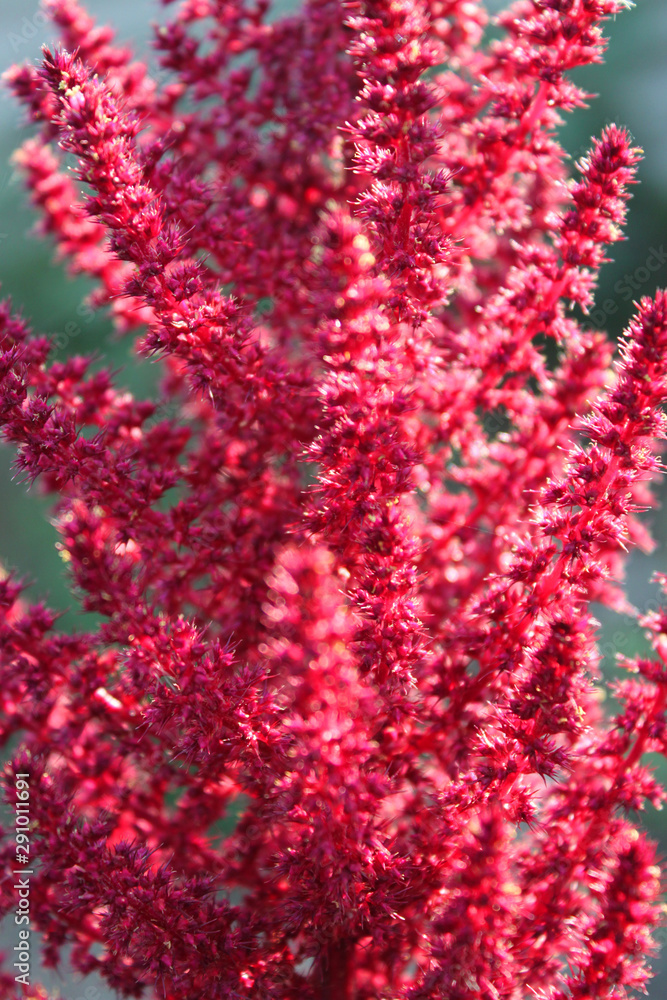 Blooming red amaranth close-up (lat. Amarnthus) Blooming red amaranth close-up (lat. Amarnthus)