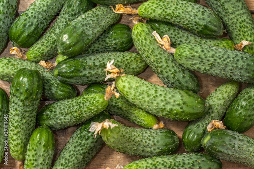 Background of green cucumbers on a wooden table. Organic food. Agricultural retailer. Farm food.