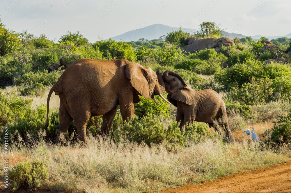 Games between two elephants in the savannah Games between two elephants in the savannah